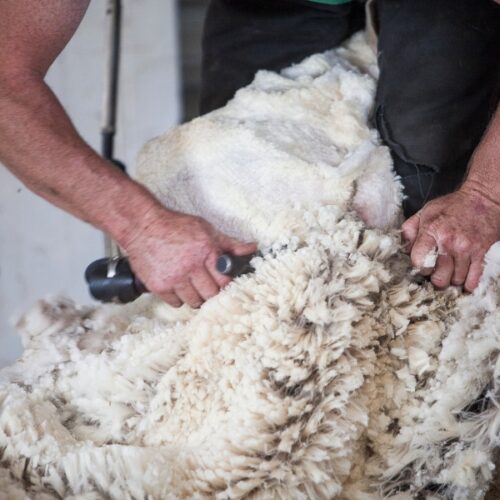 Shearing Supplies - Silmac Orange & Bathurst